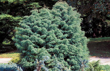Cryptomeria Japonica Elegans evergreen conifer with winter foliage colour. Buy online UK