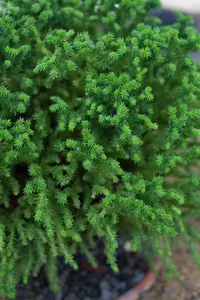 Cryptomeria Japonica Vilmoriniana Japanese Cedar Dwarf Shrub