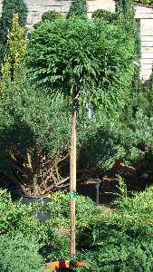 Cryptomeria Japonica or Japanese Cedar topiary full standard tree for sale at Paramount Plants - London topiary specialists