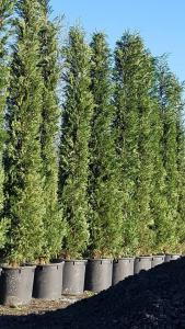 Cupressocyparis Leylandii 2001 has an upright dense habit and fast growth rate