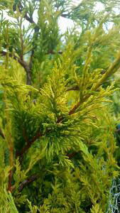 Cupressus Leylandii Gold Rider Conifer Trees, UK