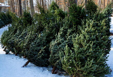 Real Cut Christmas Trees to Buy 0nline