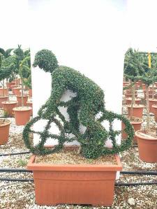 Cyclist topiary tree, unique trained trees in the shape of a cyclist for sale UK