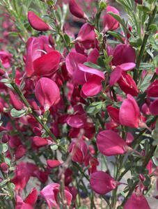 Cytisus × boskoopii Boskoop Ruby or Broom Boskoop Ruby
