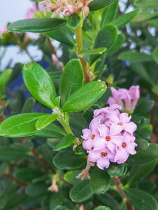 Daphne Odora Sweetheart