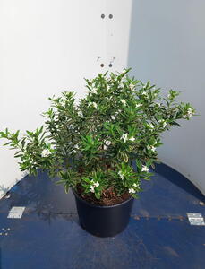 Daphne Transatlantica Summer Ice