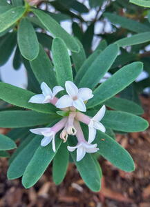 Daphne Transatlantica Pink Fragrance