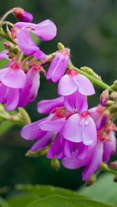 Desmodium Elegans dwarf shrub is commonly known as Elegant Tick Clover For Sale online UK delivery.