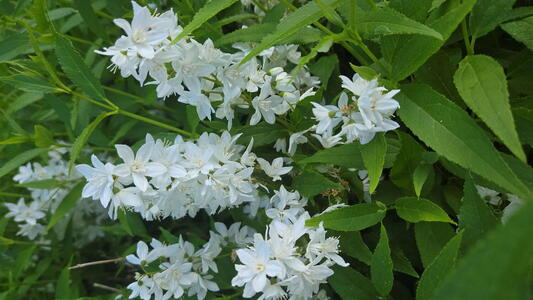 Deutzia gracilis compact deciduous shrub with arching stems and white spring flowers