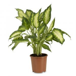Dieffenbachia Camilla or Dumb Cane Camille plants for sale