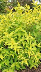 Diervilla Rivularis Honeybee Bush Honeysuckle