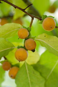 Diospyros Lotus Date Plum fruits, commonly known as Persimmon, these are edible fruiting trees, buy online UK delivery