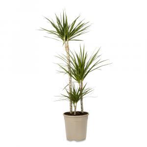 Madagascar Dragon Tree, botanical name Dracaena Marginata, an easy to grow house plant with good air purification.