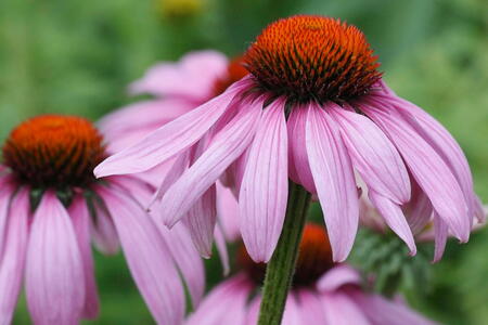 Purple Cone flower, perennial loved by pollinators, buy online UK