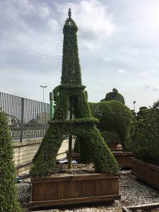 Unique Eiffel Tower topiary, expertly shaped from Ligustrum Jonandrum this amazing Topiary is 3.5 metres high, for sale online with UK delivery.