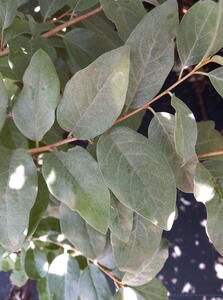 Elaeagnus Quicksilver for sale uk