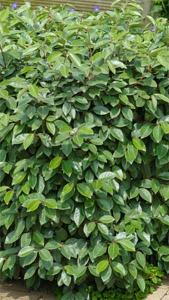 Elaeagnus Ebbingei Compacta or Oleaster Compacta, hardy fast growing evergreen shrubs excellent for hedging.