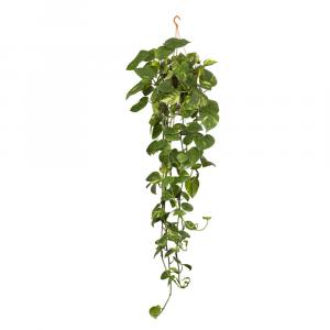 Epipremnum Aureum, Devil’s Ivy or Golden Pothos Hanging Vine