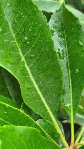 Full standard Eriobotrya Japonica Coppertone evergreen exotic fruit trees