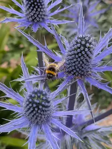 Eryngium Magical Blue Lagoon Sea Holly 