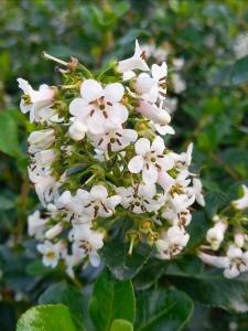 Escallonia iveyi evergreen shrub with white flowers
