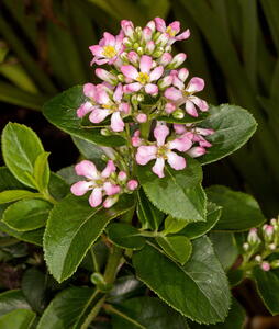 Escallonia Laevis Pink Elle is good for coastal planting and will make an attractive flowering hedge.