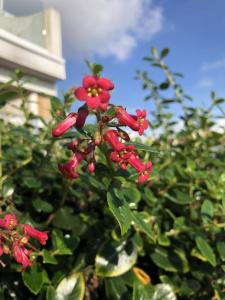 Escallonia Red Hedger flowering in an English garden, evergreen hedging good for coastal areas