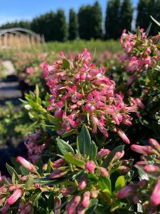 Escallonia Showstopper evergreen flowering hedging with bright pink flowers