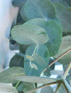 Eucalyptus Cinerea or Silver Dollar Eucalyptus