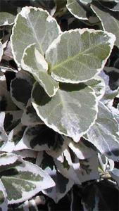 Euonymus Fortunei Emerald Gaiety also known as Euonymus Emerald Gaiety, buy online with UK and Ireland delivery.