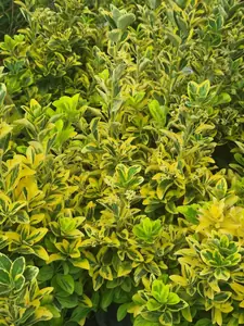 Evergreen shrub with striking golden-variegated foliage.