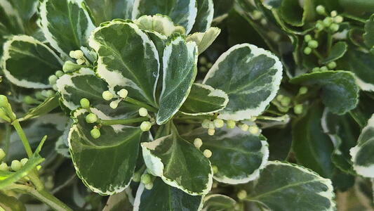 Euonymus japonicus Kathy evergreen shrub with green and cream variegated leaves