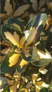 Euonymus Japonicus is a family of attractive, versatile evergreen shrubs