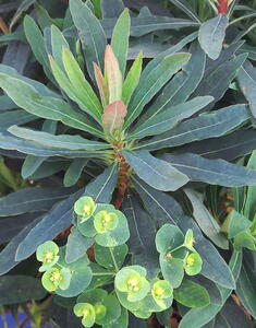 Euphorbia Amygdaloides Purpurea Wood Spurge