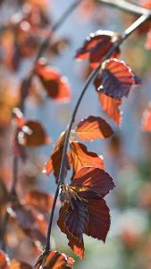 Fagus Sylvatica Black Swan Beech Tree, a weeping beech with deeply pendulous branches and striking deep purple glossy foliage