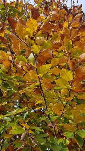 Fagus Sylvatica or Common Beech Hedging for sale Online UK