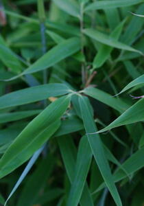 Fargesia Murielae Jumbo Umbrella Bamboo