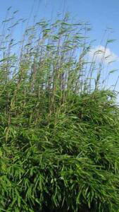 Fargesia Nitida Black Pearl is also known as Fountain Bamboo Black Pearl, part of our large collection of bamboos for sale online with UK delivery.
