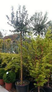 Feijoa Sellowiana specimen tree specialist Paramount - North London UK - buy in London and online. 