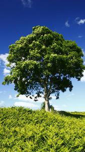 Fraxinus Excelsior Westhof