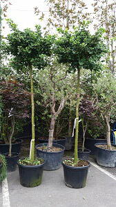 Ginkgo Biloba Mariken as full standard Trees, UK
