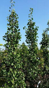 Ginkgo Biloba Tit - Ginkgo Biloba Chi Chi, very rare, deciduous tree,  available to buy online UK