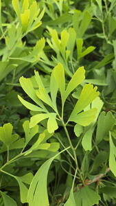 Ginkgo Saratoga Maidenhair Tree
