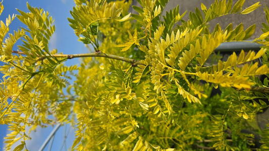 Gleditsia Sunburst honey locust tree with bright yellow feathery foliage in spring