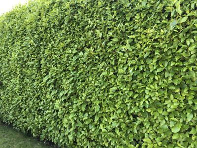 Evergreen Griselinia Hedge giving privacy screening all year round