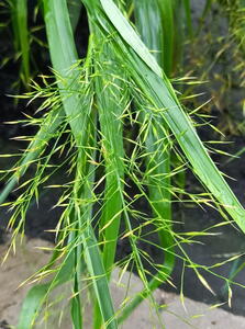 Hakonechloa Macra Greenhills Japanese Forest Grass