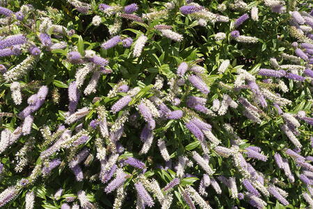 Hebe Midsummer Beauty, shrubby Veronica evergreen with pretty lilac flowers in summer