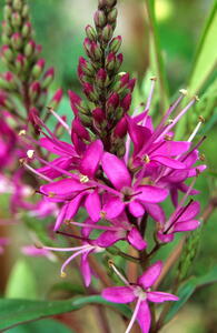 Hebe Wiri Charm, compact evergreen shrub with long lasting flowers