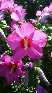 Hibiscus pink sales