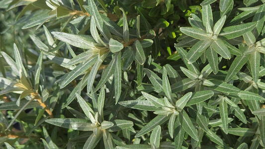 Hippophae Hikul compact sea buckthorn shrub with silver green foliage and orange berries